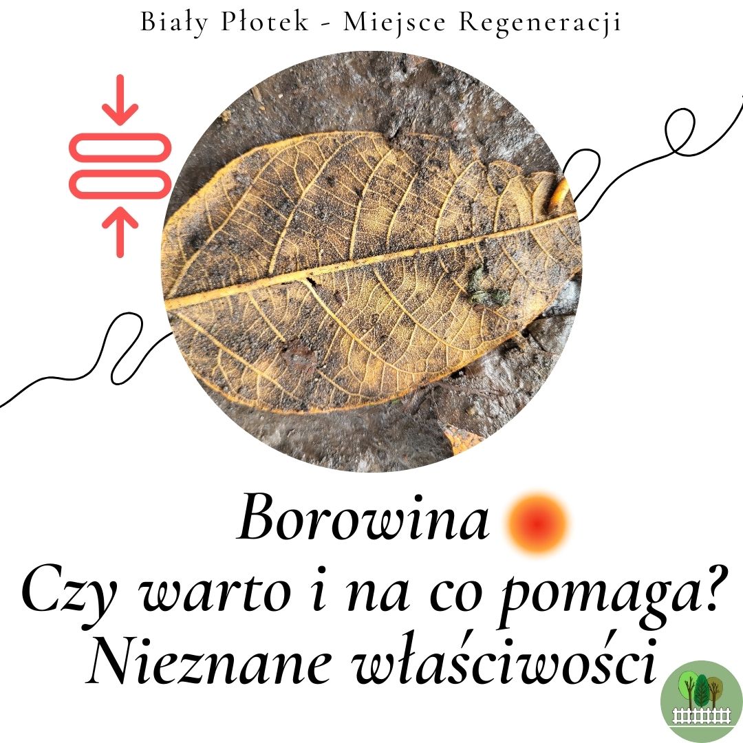 borowina