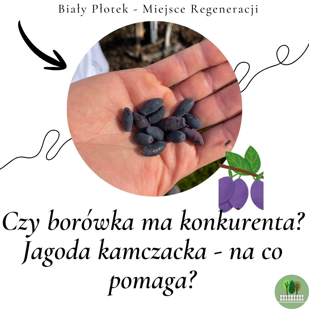 Jagoda kamczacka
